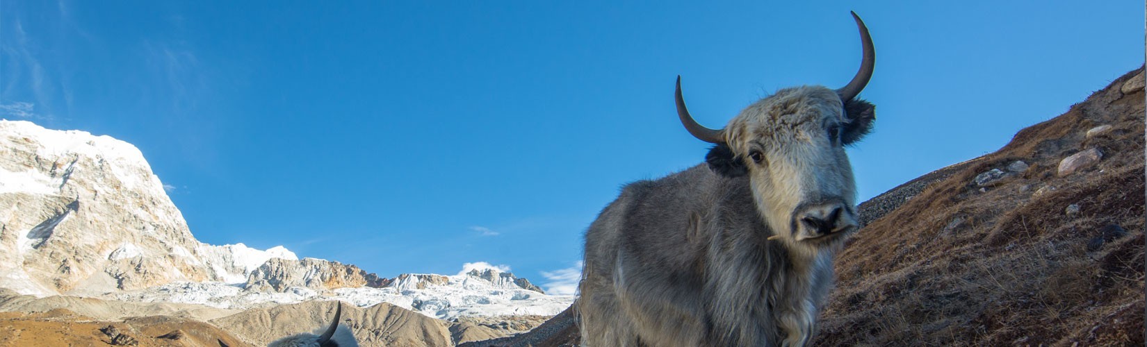 Langtang Region