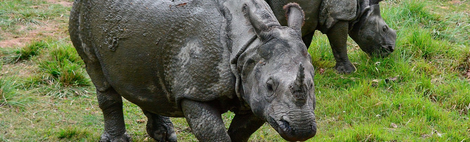 Jungle Safari In Nepal