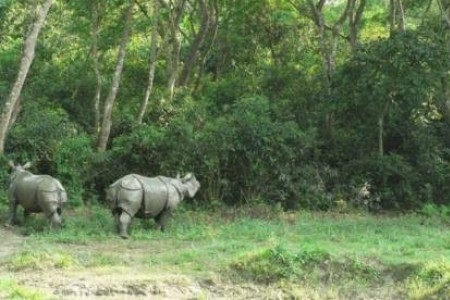 Chitwan Jungle Safari